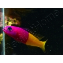 Pictichromis paccagnellae (ex : Pseudochromis paccagnellae) 3-5 cm