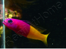 Pictichromis paccagnellae (ex : Pseudochromis paccagnellae) 3-5 cm