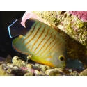Centropyge eibli 4-6 cm