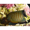 Centropyge eibli 4-6 cm