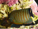 Centropyge eibli 4-6 cm