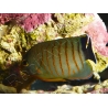 Centropyge eibli 4-6 cm