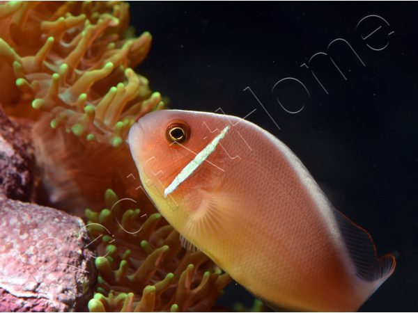 Amphiprion perideraion (le couple) 3-5 cm