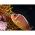 Amphiprion perideraion (le couple) 3-5 cm