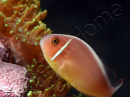 Amphiprion perideraion (le couple) 3-5 cm