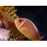 Amphiprion perideraion (le couple) 3-5 cm