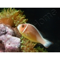 Amphiprion perideraion (le couple) 3-5 cm