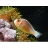 Amphiprion perideraion (le couple) 3-5 cm