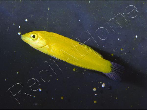 Halichoeres chrysus 3-5 cm
