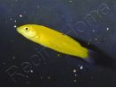 Halichoeres chrysus 3-5 cm