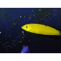 Halichoeres chrysus 3-5 cm