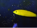 Halichoeres chrysus 3-5 cm