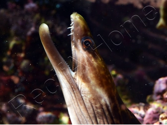 WYSIWYG Gymnothorax sp