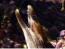 WYSIWYG Gymnothorax sp