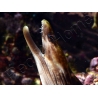 WYSIWYG Gymnothorax sp