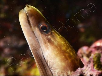 WYSIWYG Gymnothorax sp