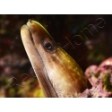 WYSIWYG Gymnothorax sp