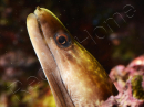 WYSIWYG Gymnothorax sp