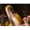 WYSIWYG Gymnothorax sp