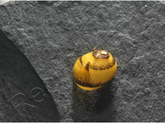 Clithon sp. horned snail