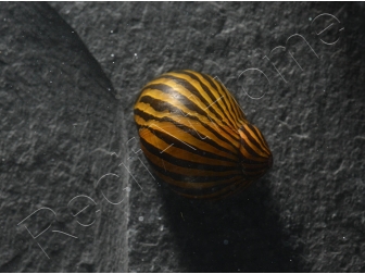 Nérite zébrée - Neritina natalensis