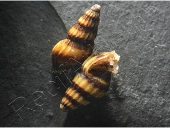 Escargot mangeur d’escargots - Anentome helenae (Asie)