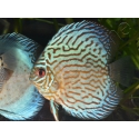 Discus 8-10 cm red marlboro élevage  (Amérique du Sud)