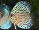 Discus 8-10 cm red marlboro élevage  (Amérique du Sud)