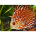 Discus 8-10 cm red marlboro élevage  (Amérique du Sud)
