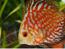 Discus 8-10 cm red marlboro élevage  (Amérique du Sud)