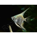 Scalaire Platinum blue - Pterophyllum scalare (Amérique du Sud)