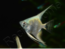 Scalaire Platinum blue - Pterophyllum scalare (Amérique du Sud)