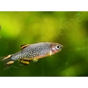 Microrasbora galaxy - Danio margaritatus (Asie)