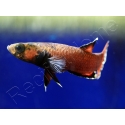 Betta albimarginata couple  (Asie)