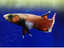 Betta albimarginata couple  (Asie)