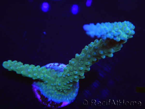 WYSIWYG Acropora muricata Blue 5R1