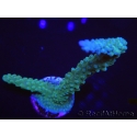 WYSIWYG Acropora muricata Blue 5R1