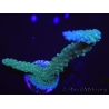 WYSIWYG Acropora muricata Blue 5R1