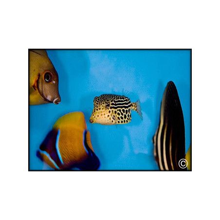 Ostracion solorensis