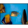 Ostracion solorensis