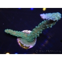 WYSIWYG Acropora muricata Blue 5R1