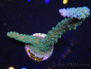 WYSIWYG Acropora muricata Blue 5R1