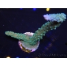 WYSIWYG Acropora muricata Blue 5R1