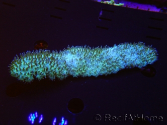 WYSIWYG polyphyllia talpina (17 cm)