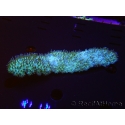 WYSIWYG polyphyllia talpina (17 cm)
