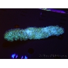 WYSIWYG polyphyllia talpina (17 cm)