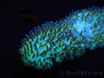 WYSIWYG polyphyllia talpina (17 cm)