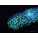 WYSIWYG polyphyllia talpina (17 cm)