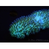 WYSIWYG polyphyllia talpina (17 cm)