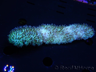 WYSIWYG polyphyllia talpina (17 cm)